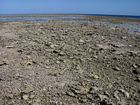 Overview of the Rubble Zone at the reef crest. Rubble consists of coral debris redistributed by storms.